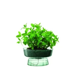 Selvvandende potte Canopy Genbrugt LSA 14,5x28x28cm